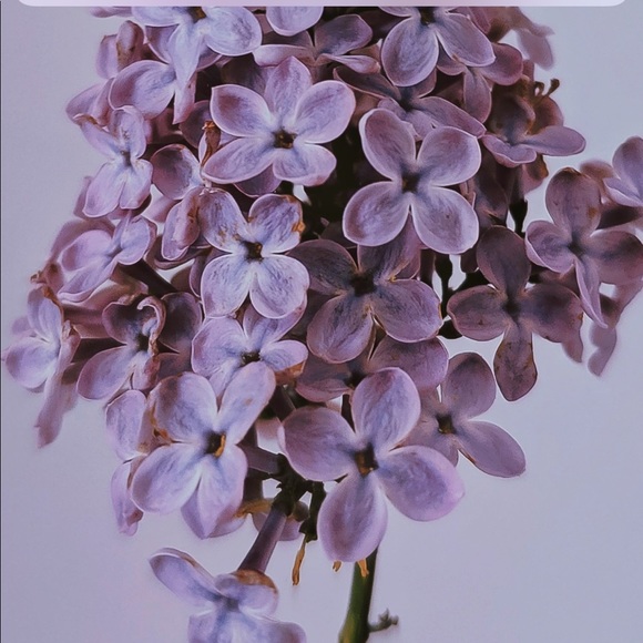 Meet your Posher, BJ - Picture 1 of 1